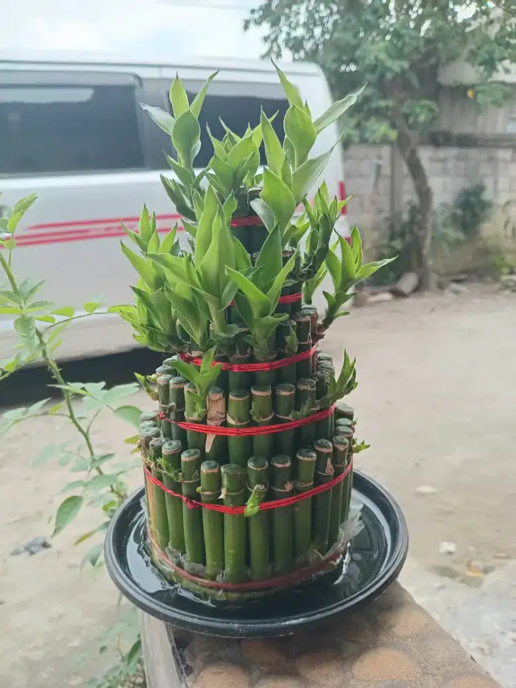 Di jual Bonsai Bambu