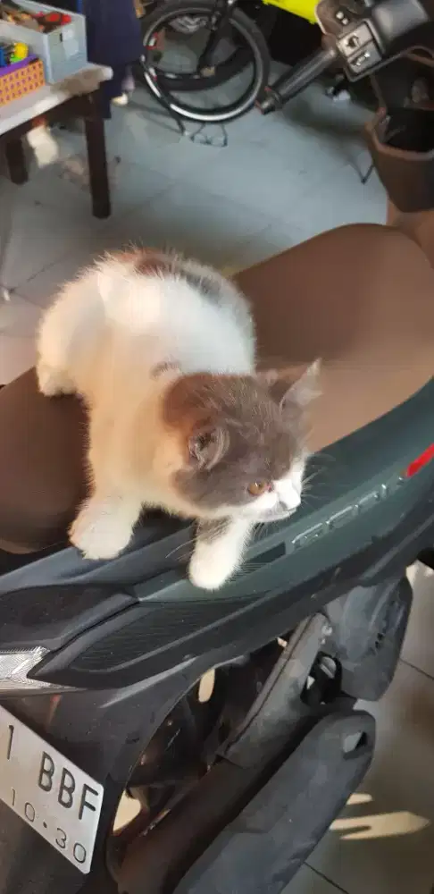 Jual Kucing persia