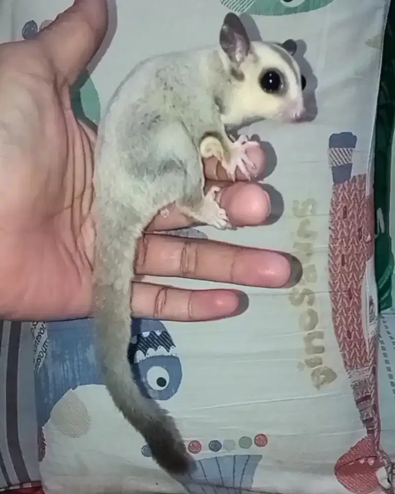 sugar glider betina 6bulan