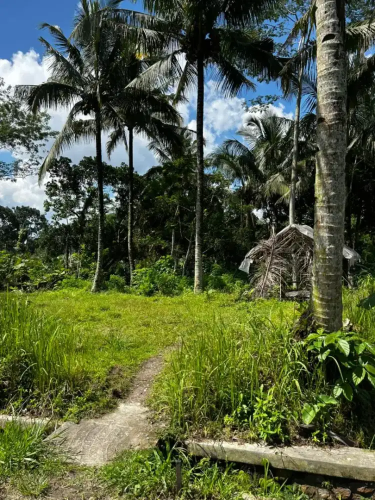 Dijual tanah SHM sawah di sumberan pakem Sleman
