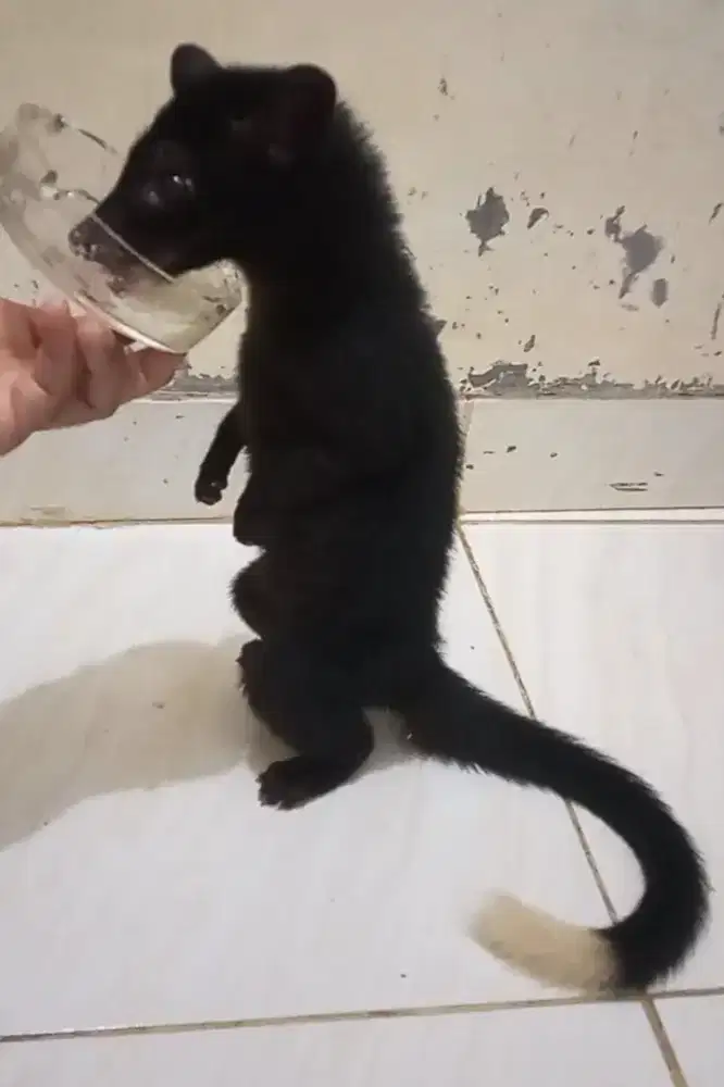musang jantan 3bulan