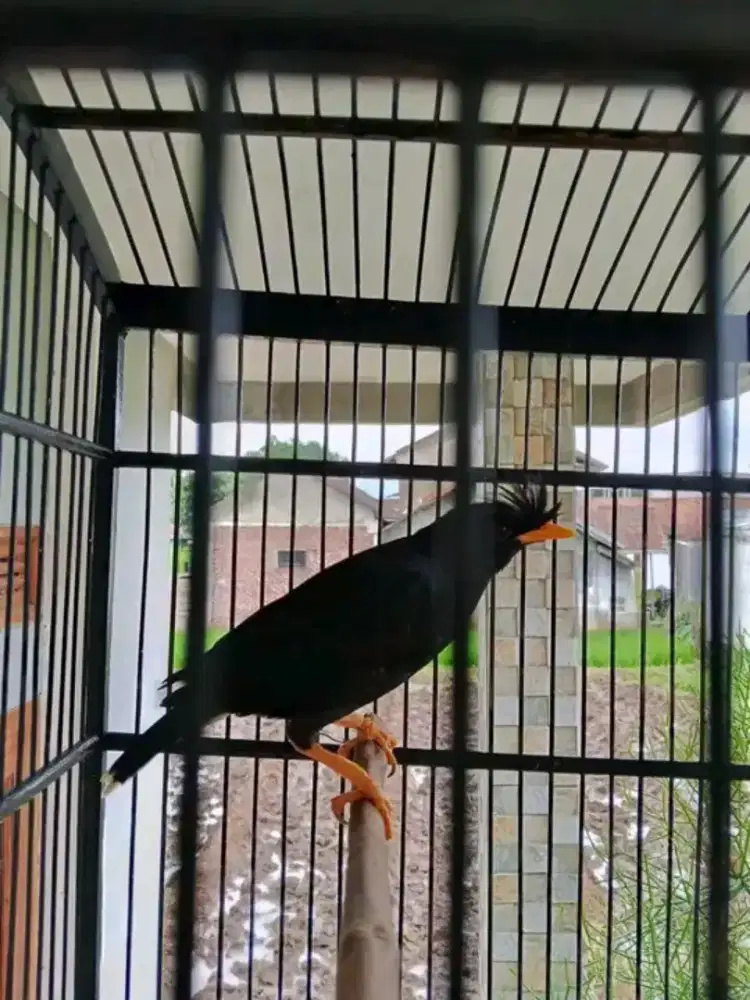 Jalak kebo thailand