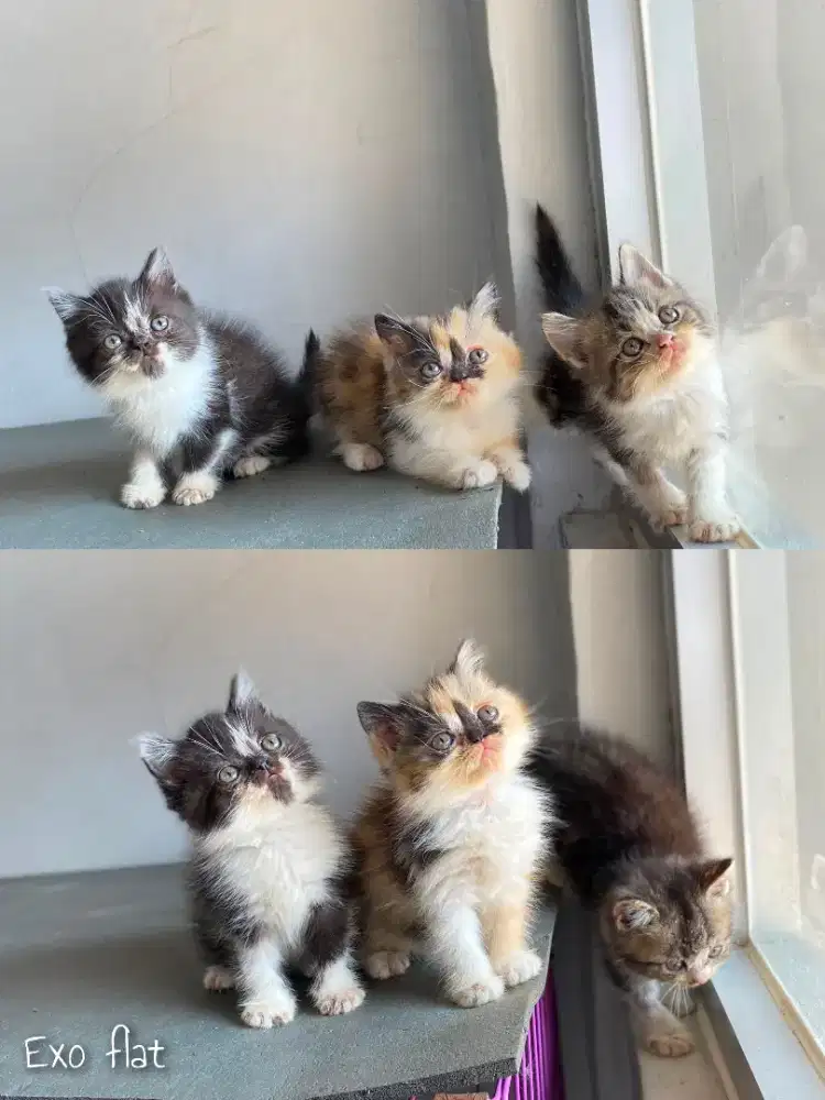 Kitten exotic flat