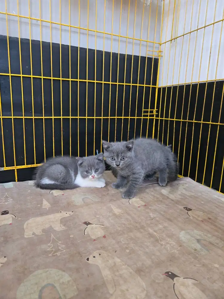 Kucing BSH British Shorthair