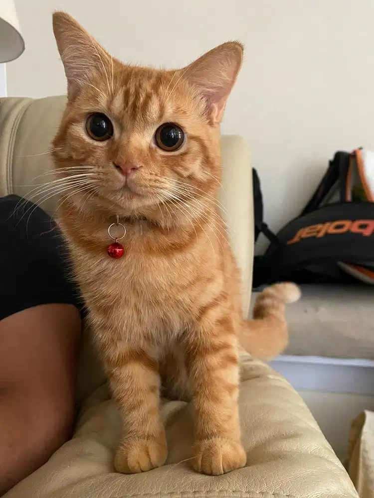 Kitten mix bsh jantan dan betina