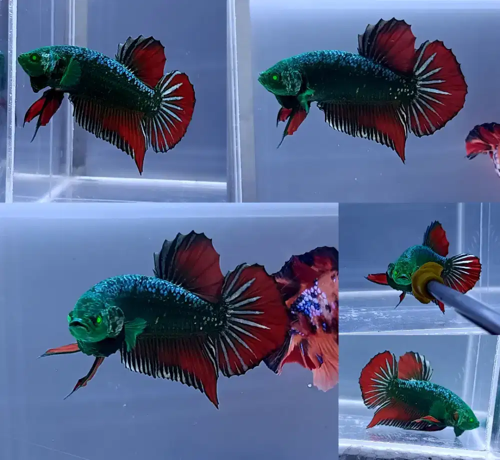 ikan cupang giant hulk