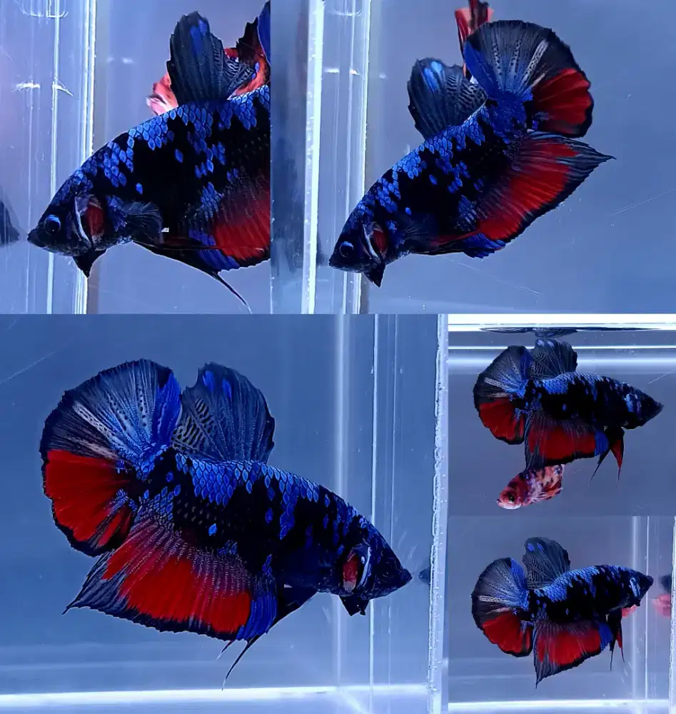 ikan cupang giant avatar