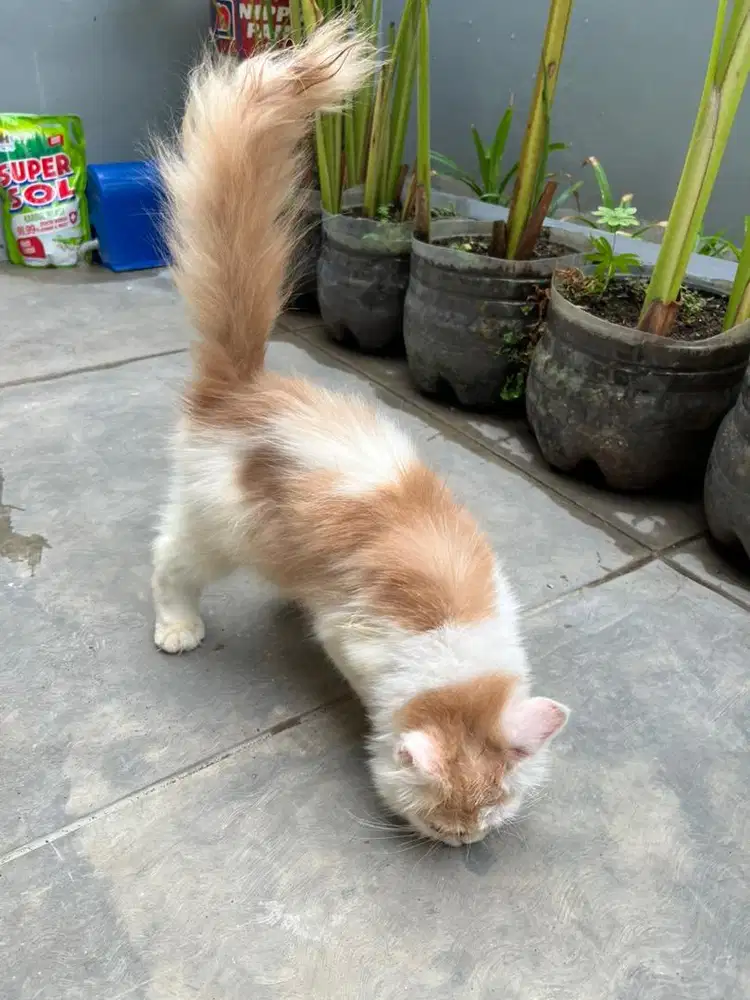 Kucing Jantan Cream Putih
