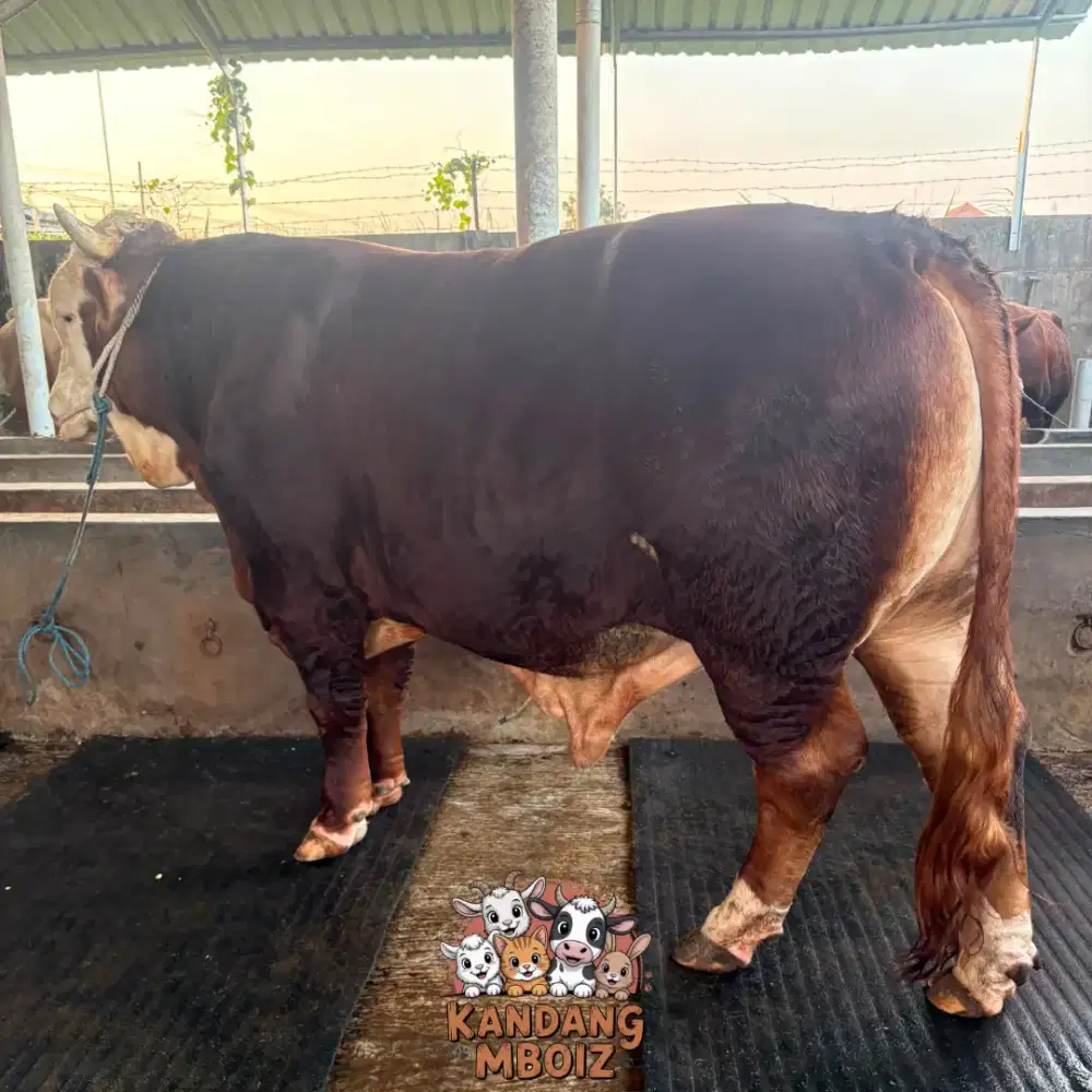 Sapi Bakalan 1 Ton