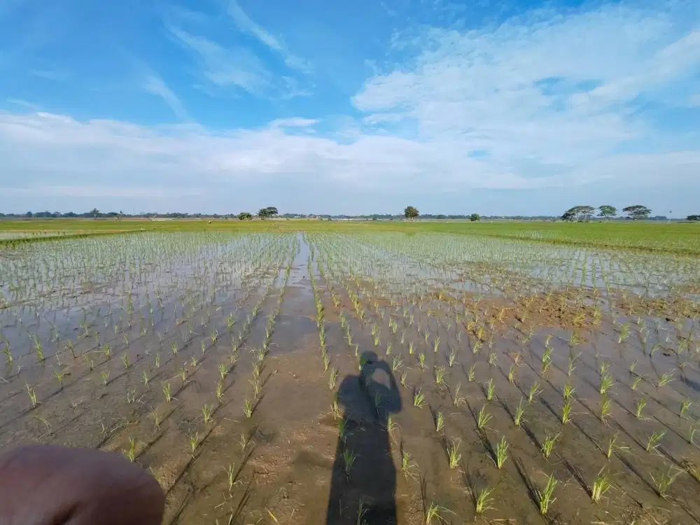 Jual sawah aktif produksi