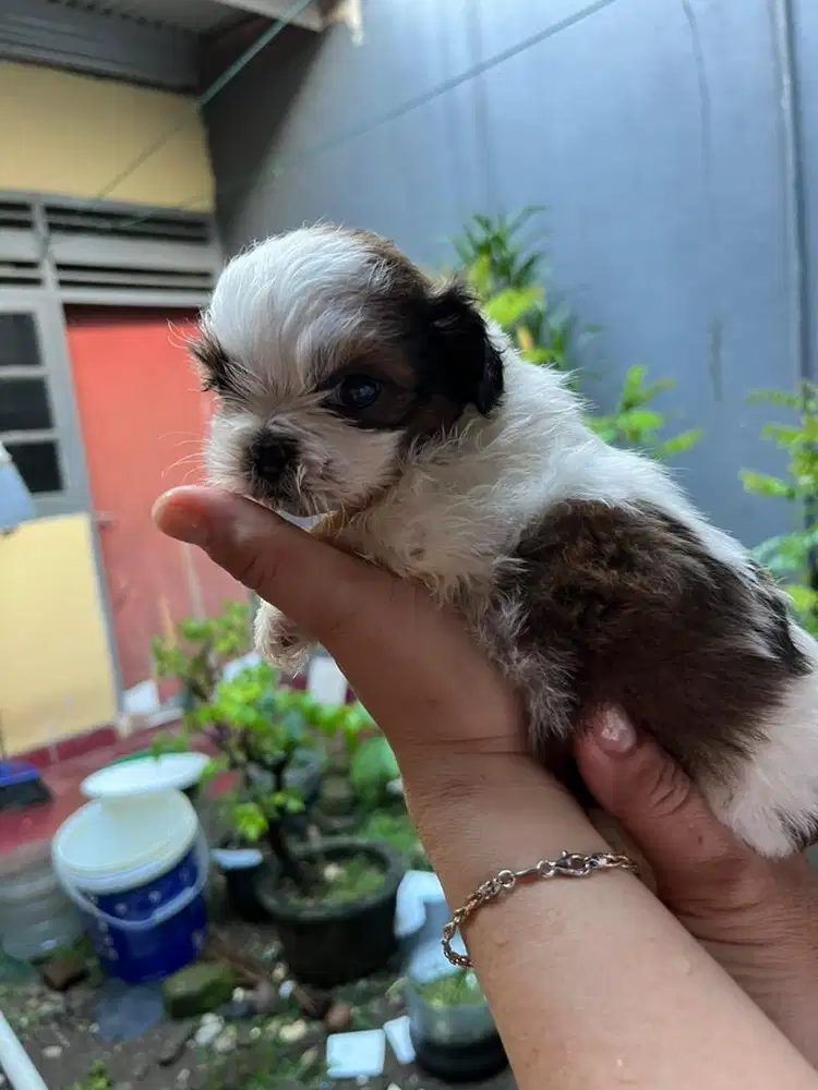 anjing mini shitzu jantan , usia 1 bln .