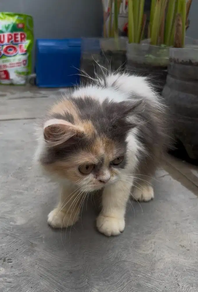 Kucing Calico Dilute