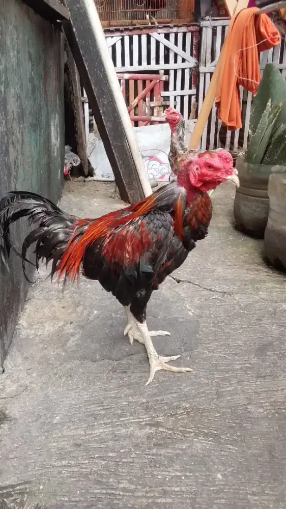 Sepasang ayam Birma telor biru