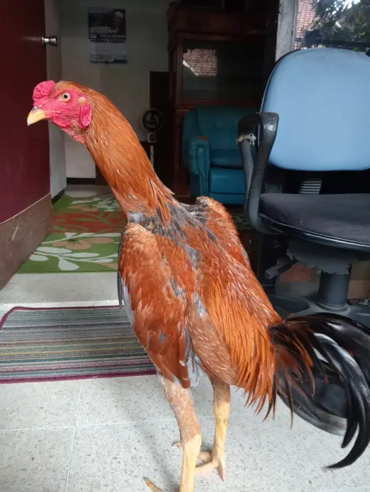 Ayam BK X (birmaxmangon)