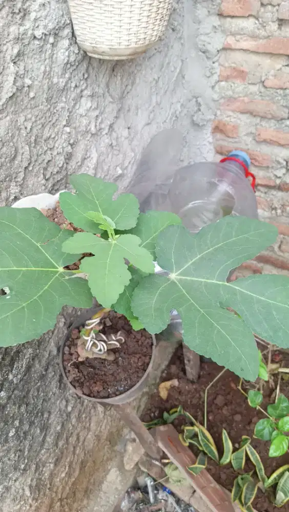 POHON TIN SIAP TANAM