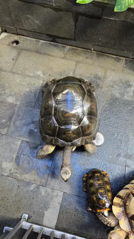 Aldabra Jantan 53cm