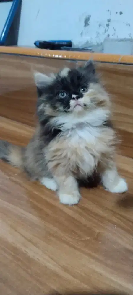 Anak kucing anggora/kitten persia  betina/kucing flatnose jantan