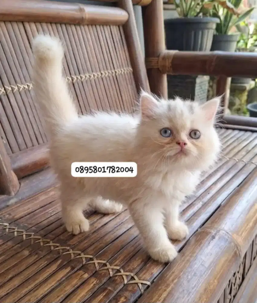 Anak kucing anggora/kitten persia jantan/kucing persia odd eye