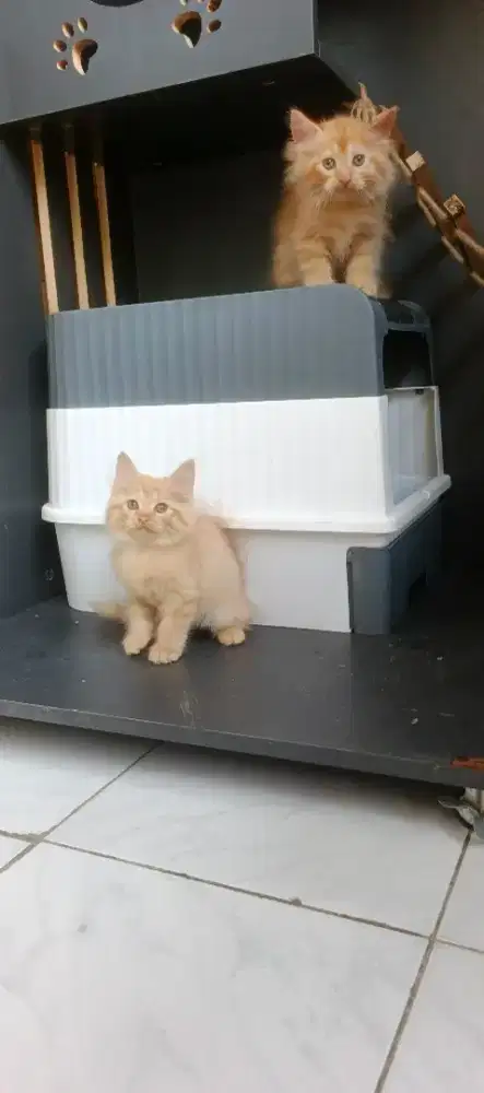 Kucing kitten Persia jantan & betina