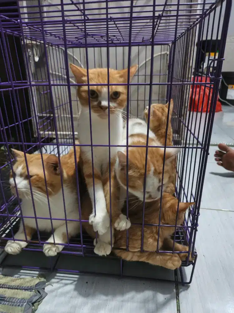 Kucing campuran persis kampung