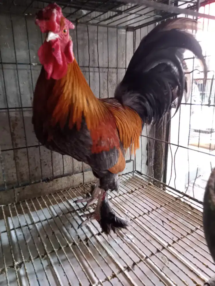 Ayam hias blasteran