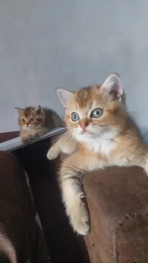 Bsh golden 2,5 bulan jantan / betina