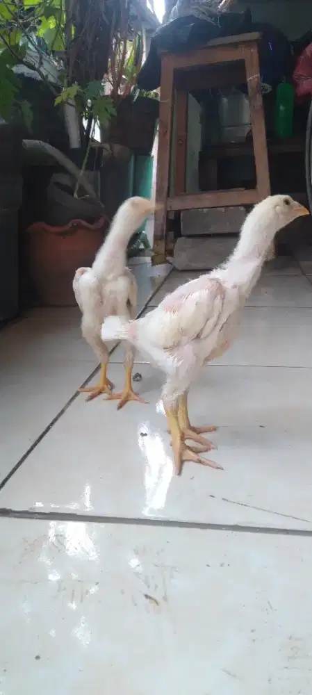 Ayam shamo usia 1 bln