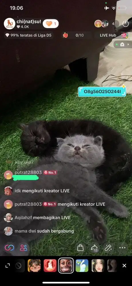 KITTEN BRITISH SHORT HAIR/ SCOTTISH FOLD