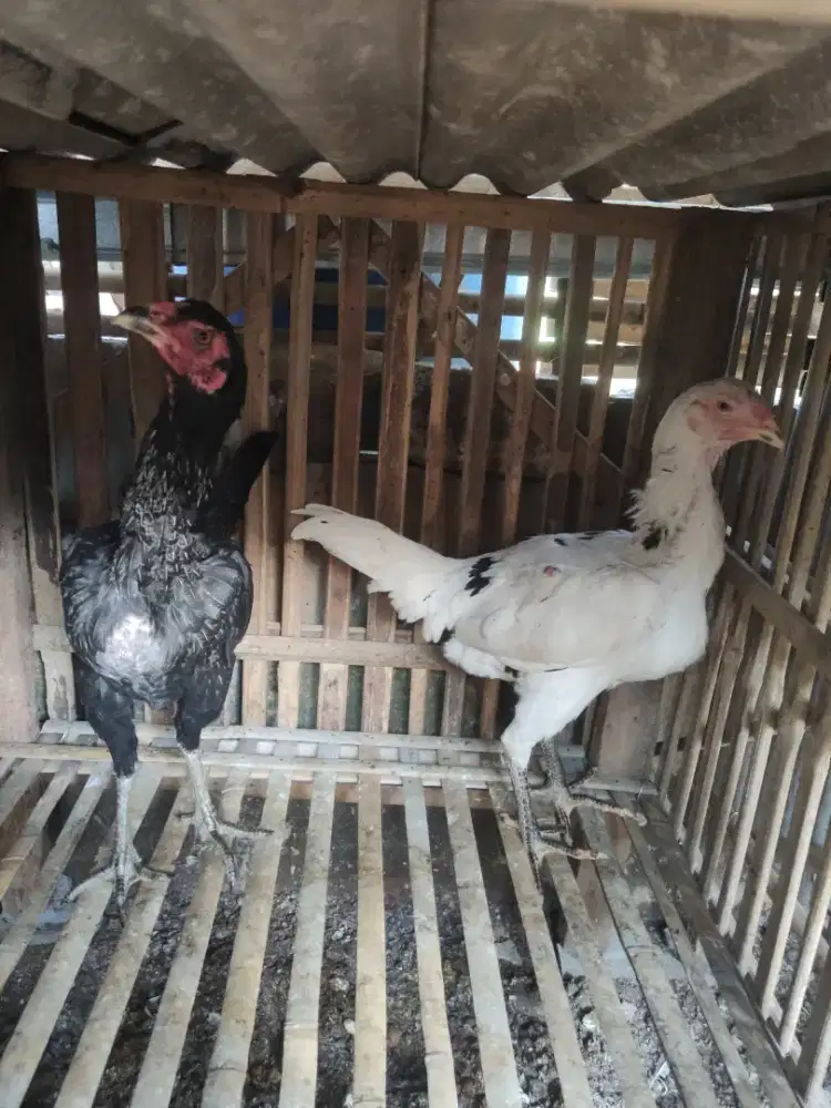 ayam betina Mangon kaki ijo