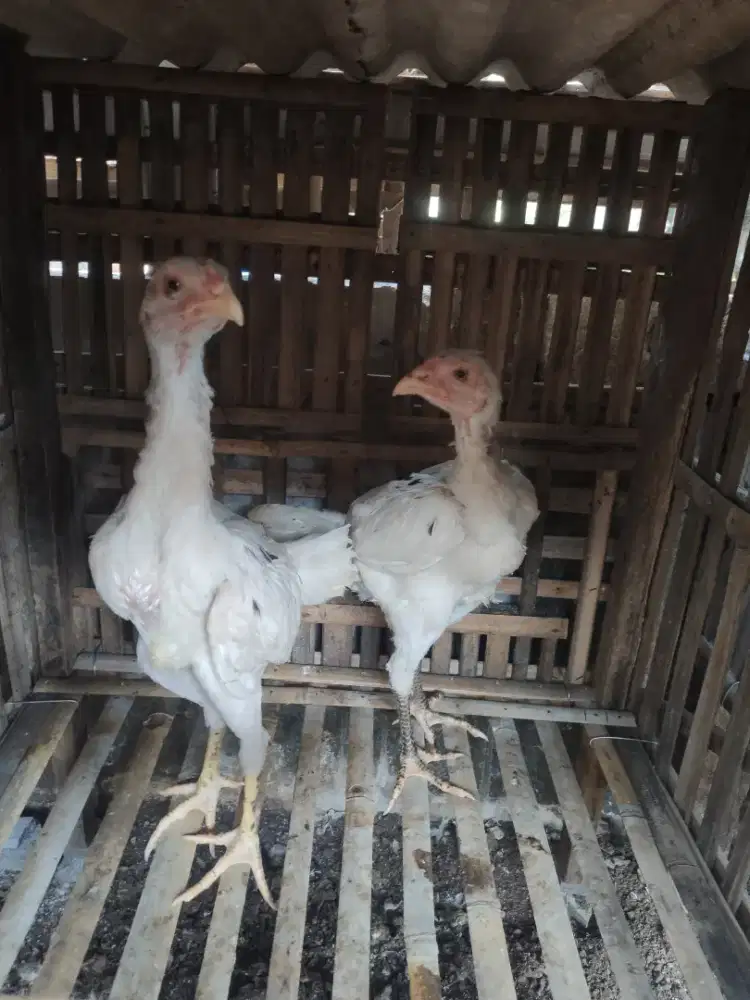 anak ayam Bangkok Mangon