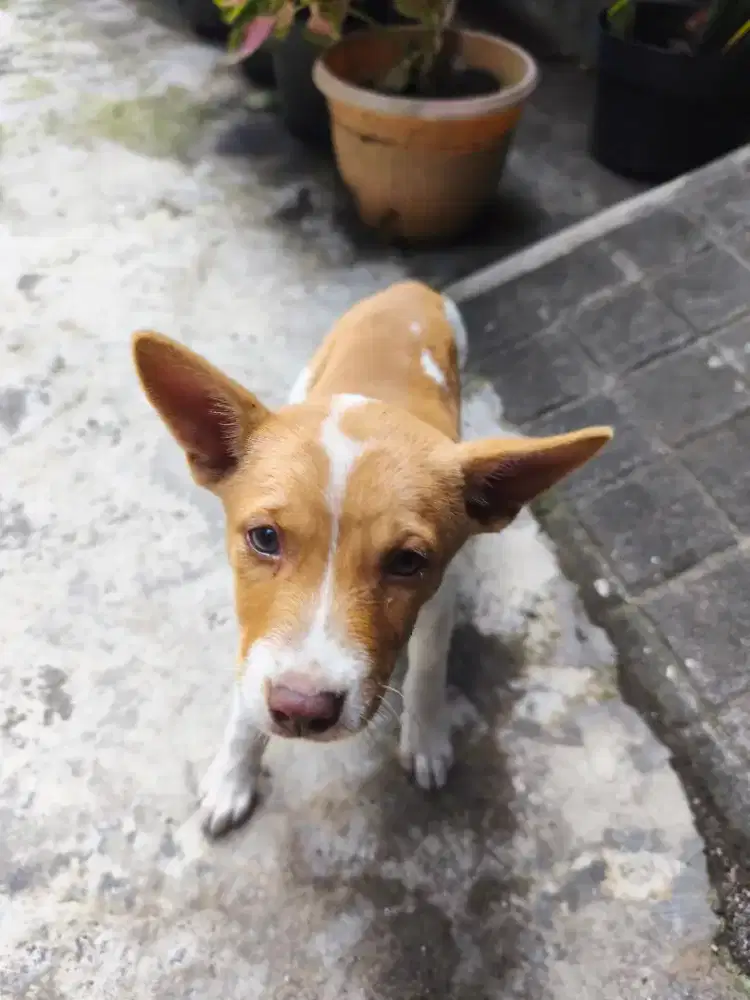 Anjing Village lucu imut penurut sehat