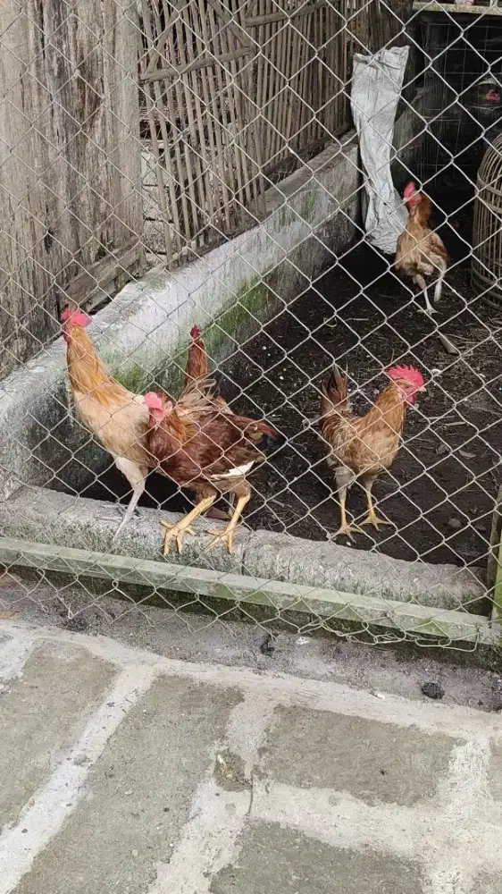 ayam elba jantan usia 5bulan