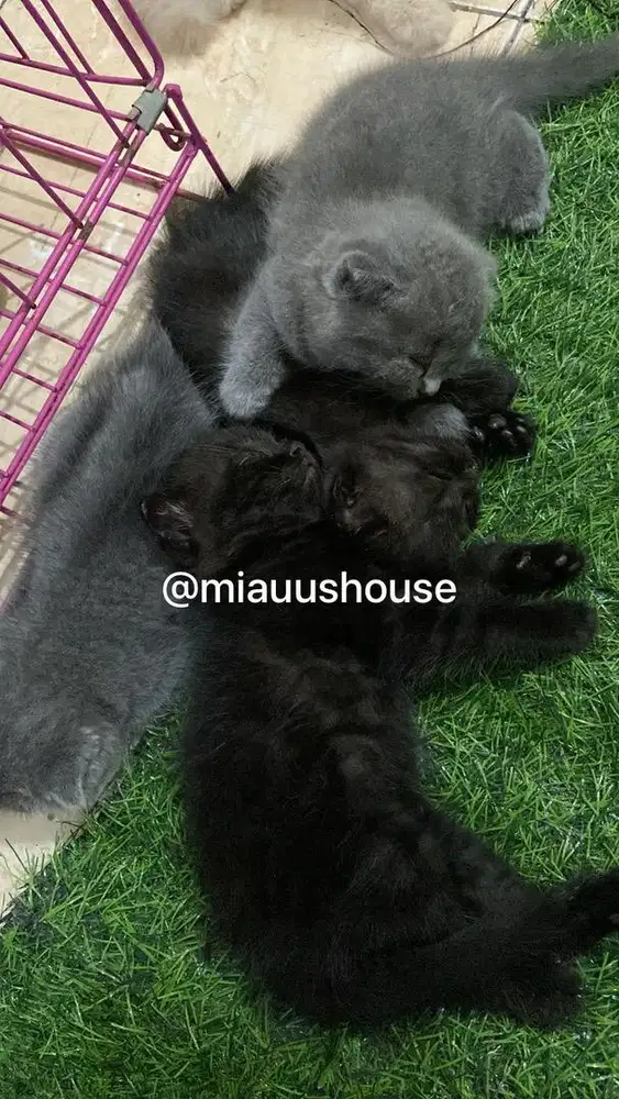 KITTEN BRITISH SHORT HAIR (BSH) /SCOTTISH FOLD