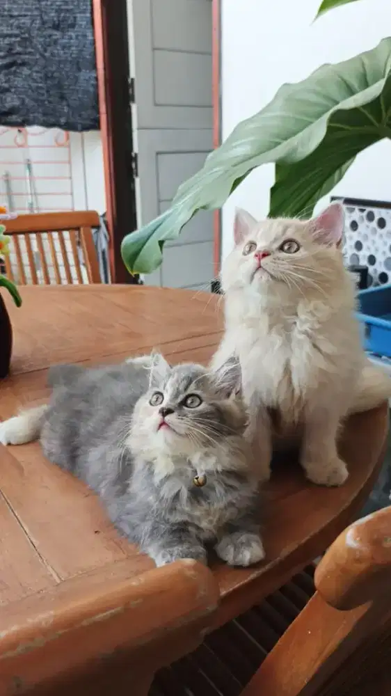 Kucing Ras Kitten Persia Lucu