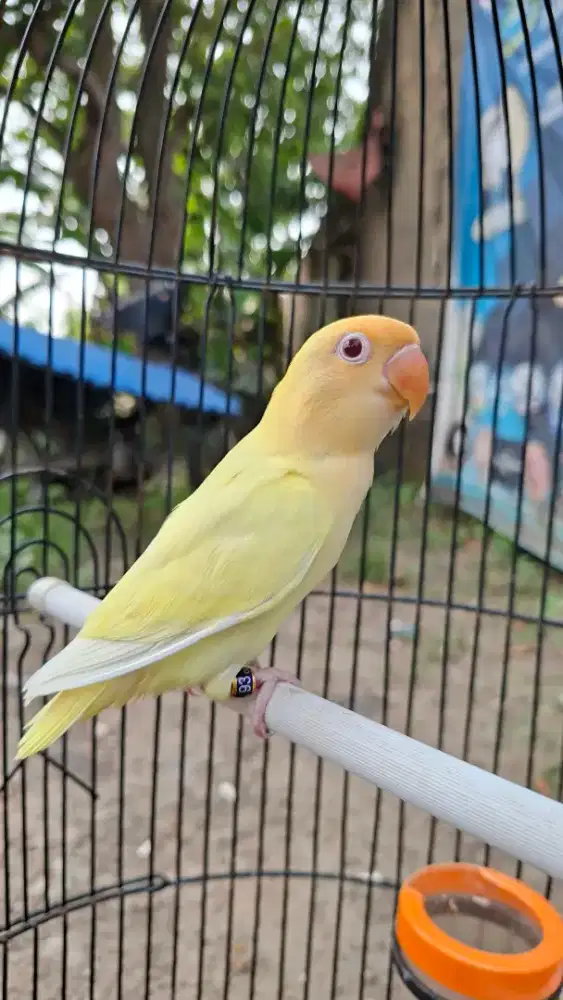 Lovebird pb cremino mm