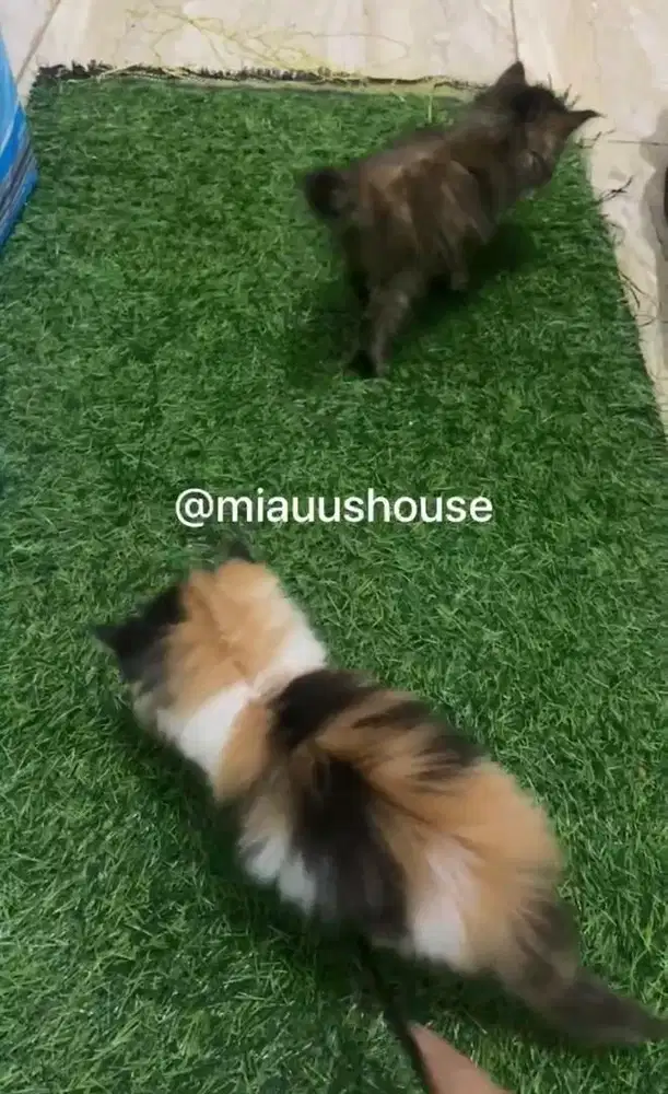 KITTEN PERSIA LONGHAIR