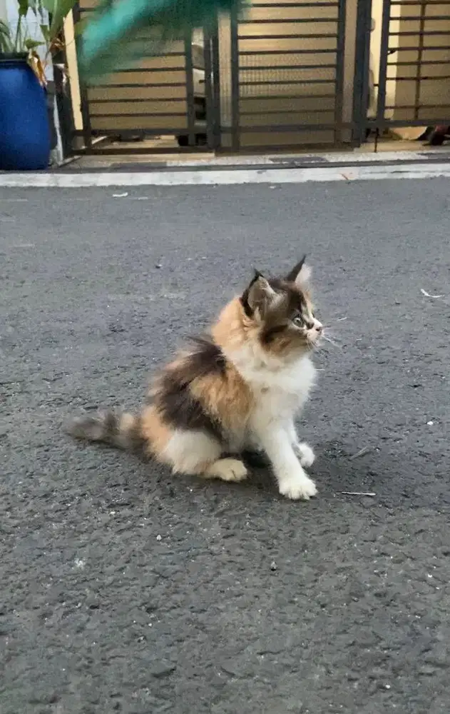 KITTEN PERSIA LONGHAIR
