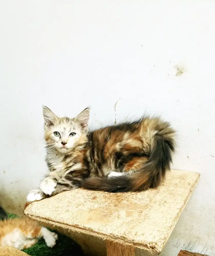 Kitten MaineCoon Betina Pure no mix