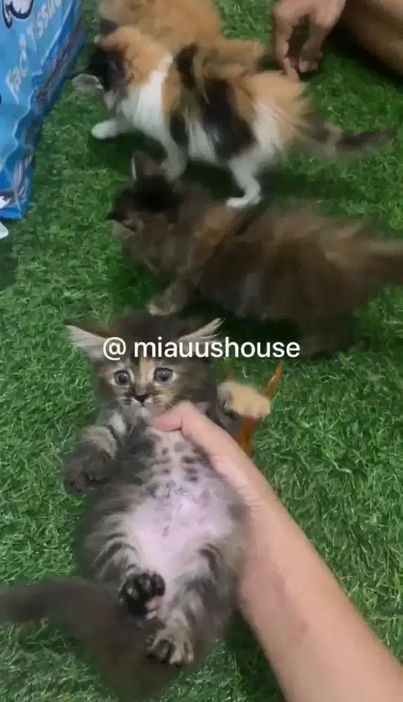 KITTEN PERSIA MEDIUM