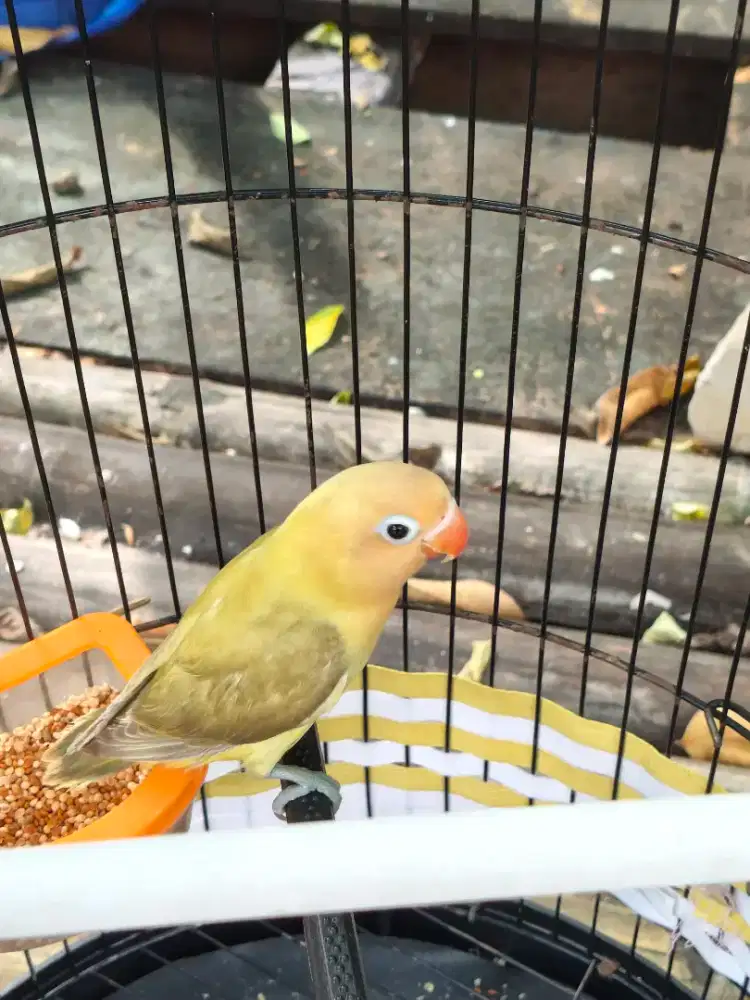 Lovebird AQUA PB