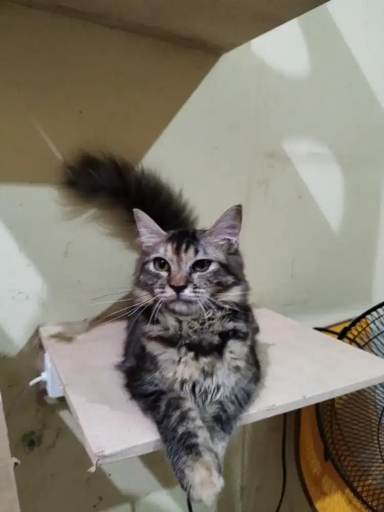 Kucing Maincone Betina 6 bulan