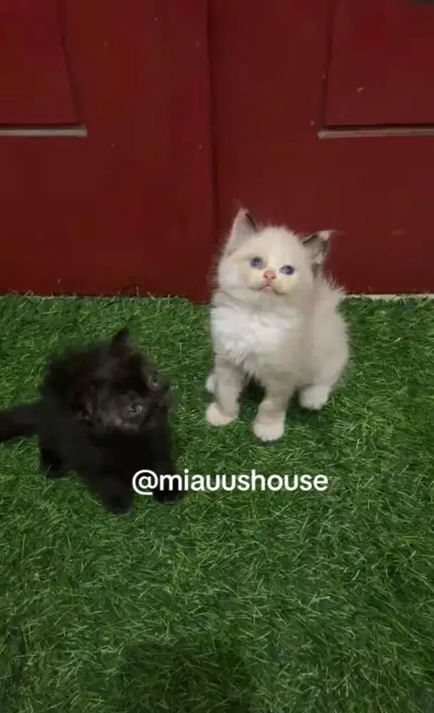 KITTEN RAGDOLL DAN SCOTTISH FOLD