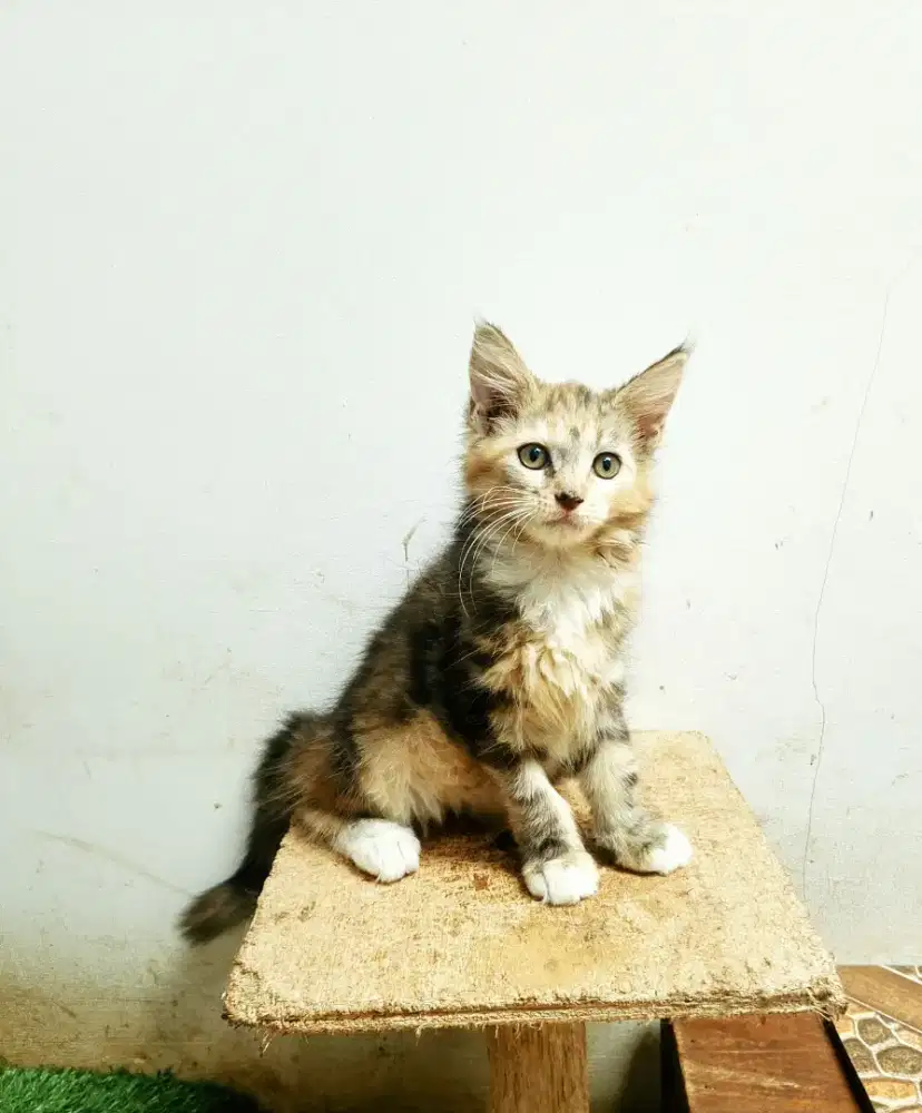 Kitten amaineCoon Betina Pure No mix.