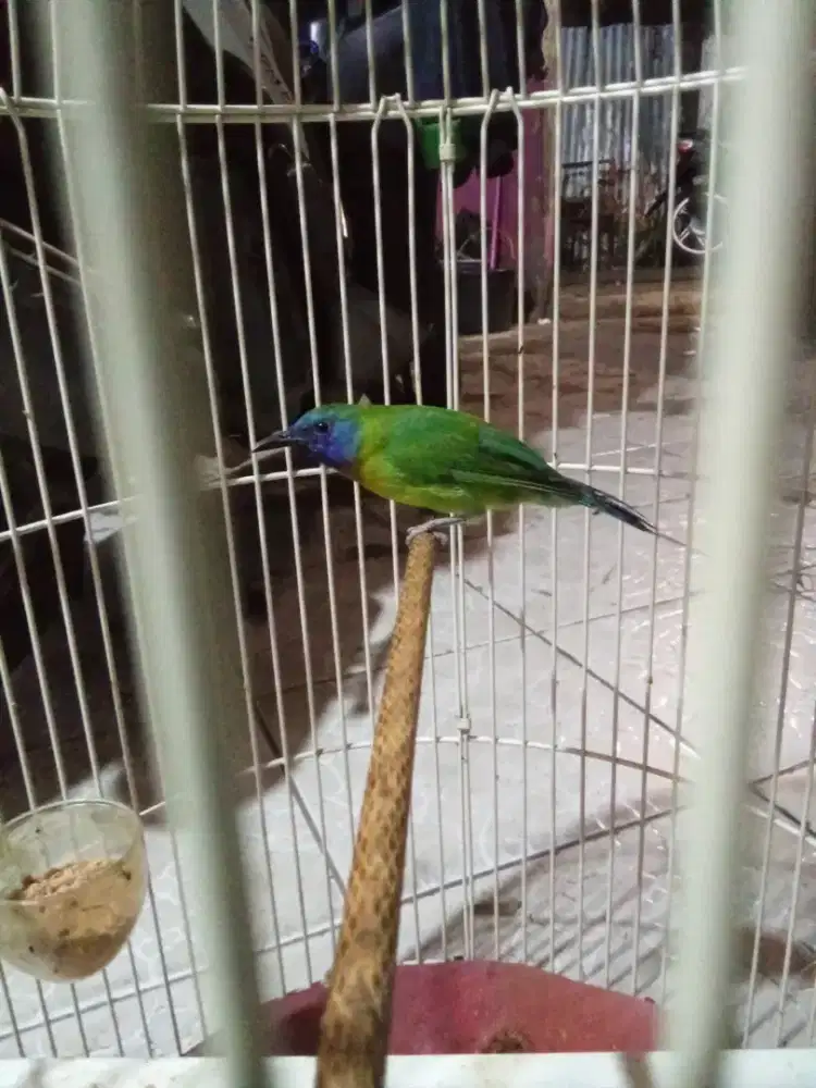 Burung KINOY rawatan x masteran