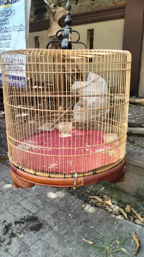 Kandang Murai BIG