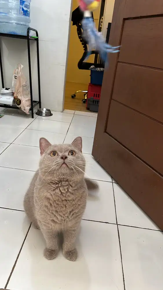 Open pacak Bsh lilac jantan non ped