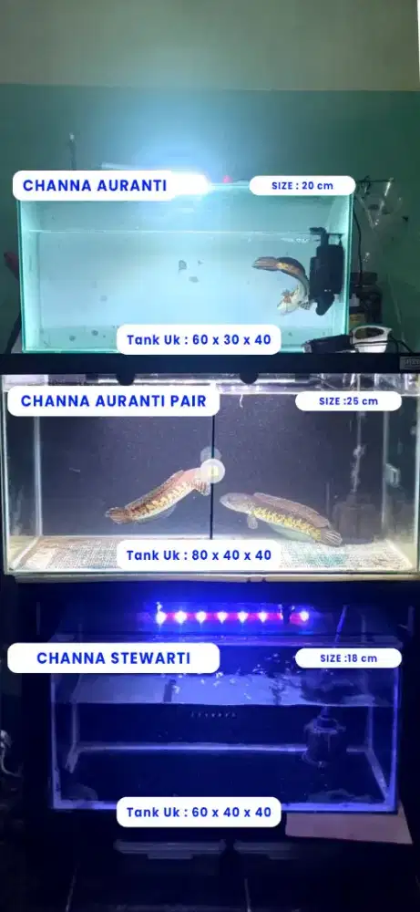 Jual Ikan Channa & Auranti