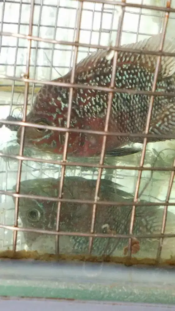 Louhan betina kamfa mata putih jenong