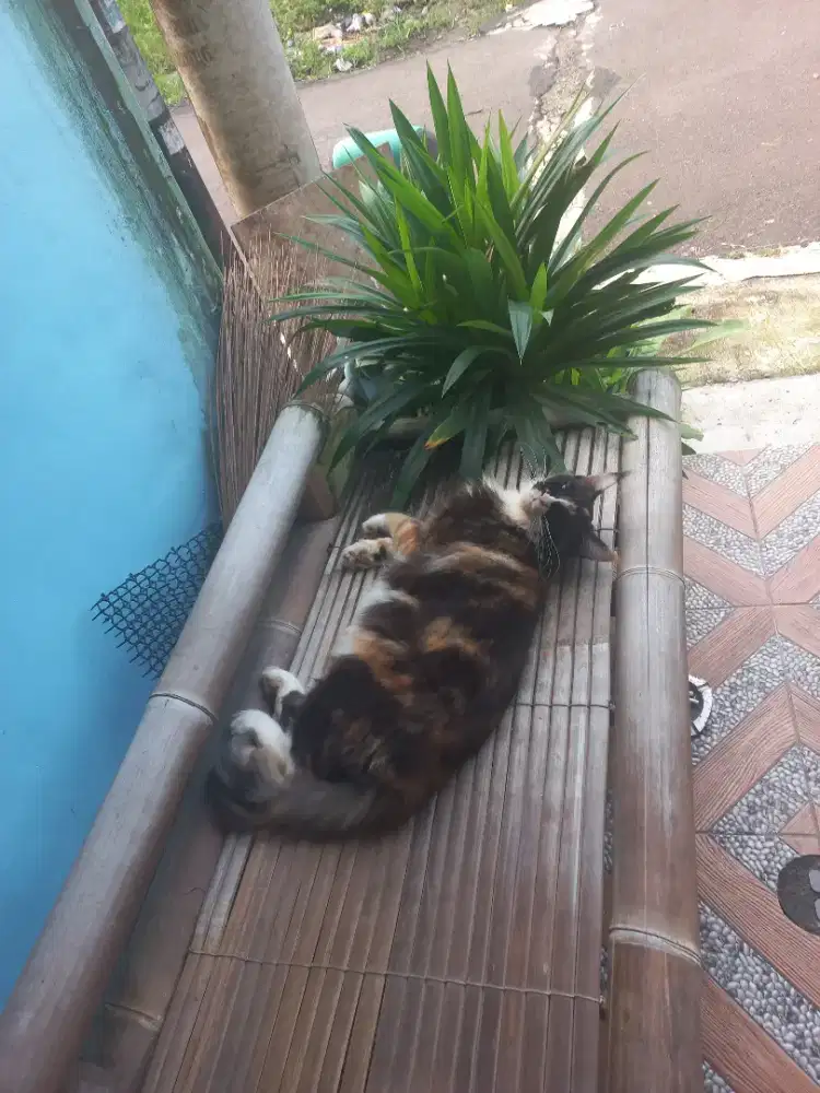 Mainecoon pure steril betina 3 tahun
