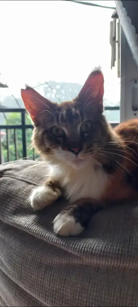 Mainecoon pure steril betina 3 tahun